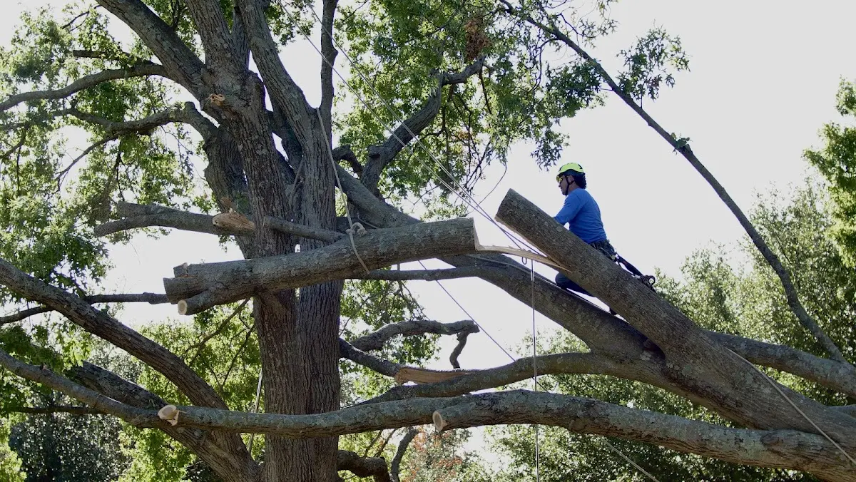 Professional Crown Thinning performed by certified arborists in Garnet Valley