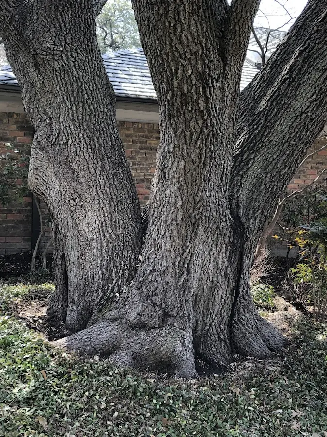 Mature heritage tree close to a Garnet Valley property cared for by certified arborists